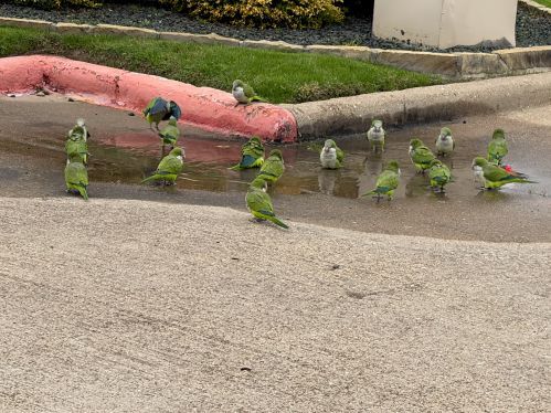 parakeeet garland.jpg